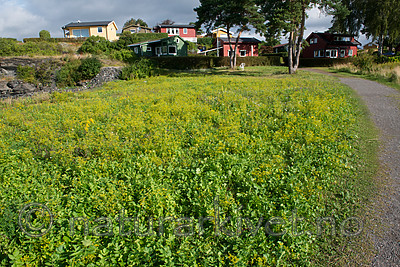 BB 15 0393 / Pastinaca sativa / Pastinakk <br /> Pastinaca sativa hortensis / Hagepastinakk